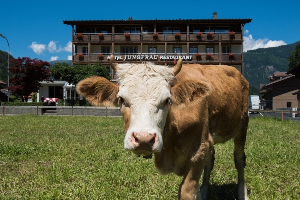 JUNGFRAU HOTEL-WILDERSWIL (Wilderswil)